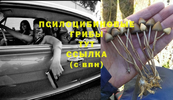 гидра Инта